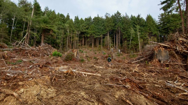 Sentinels Short Documentary Tree Sitting