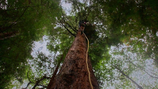 Sentinels Short Documentary Tree Sitting